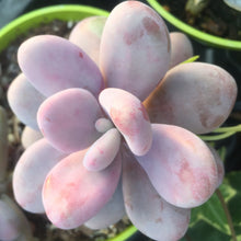 Load image into Gallery viewer, Pachyphytum oviferum 'Rosea'
