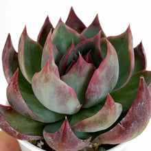 Load image into Gallery viewer, Echeveria agavoides 'Casio'
