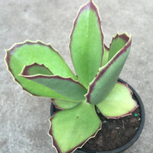 Load image into Gallery viewer, Kalanchoe synsepala