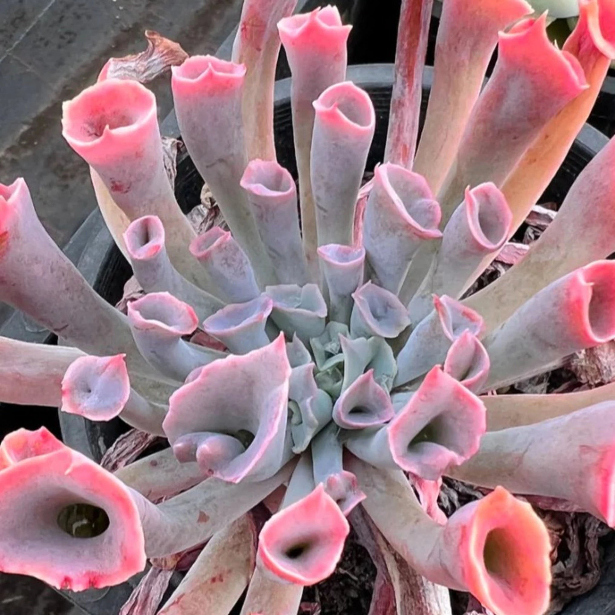 trumpet succulent Echeveria 'Pinky Trumpet'