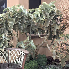 Load image into Gallery viewer, Kalanchoe beharensis