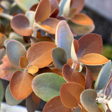 Load image into Gallery viewer, Kalanchoe orgyalis