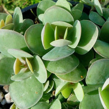 Load image into Gallery viewer, Kalanchoe rotundifolia
