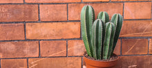 Load image into Gallery viewer, Lophocereus marginatus 'Mexican Fencepost Cactus'