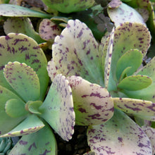 Load image into Gallery viewer, Kalanchoe marmorata