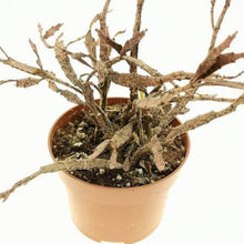 Load image into Gallery viewer, Euphorbia platyclada