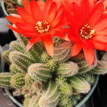 Load image into Gallery viewer, Echinopsis chamaecereus