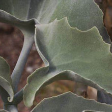 Load image into Gallery viewer, Kalanchoe beharensis