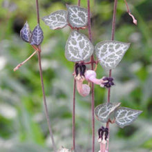 Load image into Gallery viewer, Ceropegia Woodii 'String of Hearts'