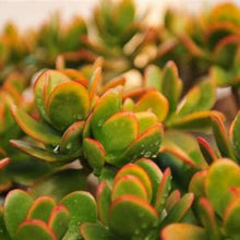 Load image into Gallery viewer, Crassula ovata 'Hummel's Sunset'