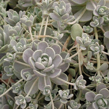 Load image into Gallery viewer, Orostachys iwarenge aka 'Chinese Dunce Cap'