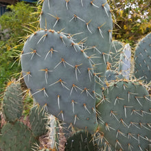Load image into Gallery viewer, Opuntia engelmannii