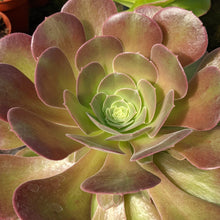 Load image into Gallery viewer, Aeonium 'Blushing Beauty'