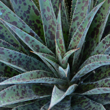 Load image into Gallery viewer, Mangave 'Pineapple Express'