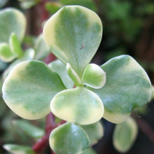 Load image into Gallery viewer, Portulacaria afra (variegated form) 'Elephants Bush'
