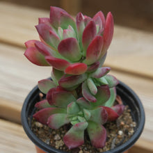 Load image into Gallery viewer, Echeveria 'Mini-belle'