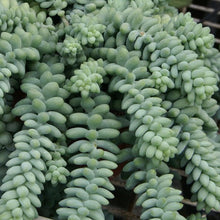 Load image into Gallery viewer, Sedum Burrito