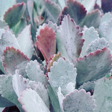 Load image into Gallery viewer, Kalanchoe pumila