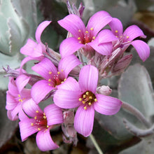 Load image into Gallery viewer, Kalanchoe pumila