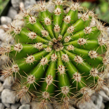 Load image into Gallery viewer, Echinopsis oxygona