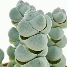 Load image into Gallery viewer, Crassula plegmatoides