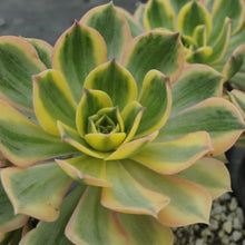 Load image into Gallery viewer, Aeonium 'Sunburst'
