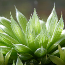Load image into Gallery viewer, Haworthia cooperi
