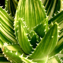 Load image into Gallery viewer, Aloe perfoliata variegata