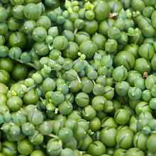 Load image into Gallery viewer, Senecio rowleyanus 'String of Pearls'