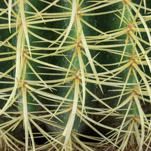 Load image into Gallery viewer, Echinocactus grusonii 'Golden Barrel Cactus'