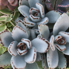 Load image into Gallery viewer, Kalanchoe tomentosa 'Panda Plant'