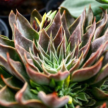 Load image into Gallery viewer, Echeveria 'Sabre Wolf'