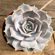 Load image into Gallery viewer, Echeveria lilicina