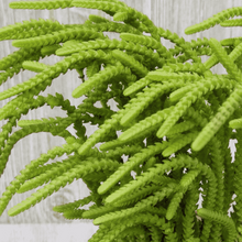 Load image into Gallery viewer, Crassula lycopodioides