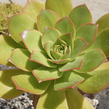 Load image into Gallery viewer, Aeonium lancerrotense