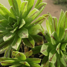 Load image into Gallery viewer, Aeonium x barbatum