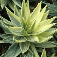 Load image into Gallery viewer, Aloe brevifolia variegata