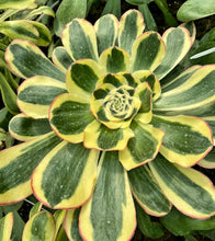 Load image into Gallery viewer, Aeonium 'Poseidon'