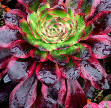 Load image into Gallery viewer, Aeonium 'Voodoo' Variegated Form