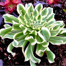 Load image into Gallery viewer, Aeonium 'Green Wave'