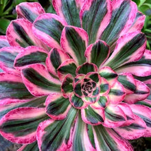 Load image into Gallery viewer, Aeonium arboreum 'Rubrolineatum' Variegated