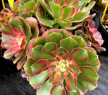 Load image into Gallery viewer, Aeonium 'Athena'