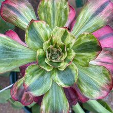 Load image into Gallery viewer, Aeonium 'Voodoo' Variegated Form