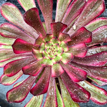 Load image into Gallery viewer, Aeonium 'Purple Cloud'