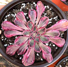 Load image into Gallery viewer, Aeonium arboreum 'Rubrolineatum' Variegated