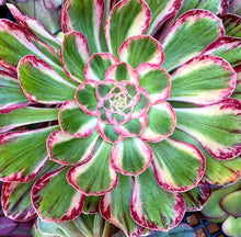 Load image into Gallery viewer, Aeonium arboreum 'Rubrolineatum' Variegated
