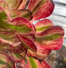 Load image into Gallery viewer, Aeonium arboreum 'Rubrolineatum' Variegated