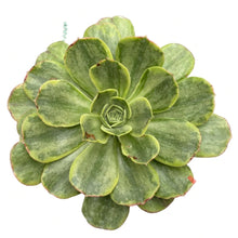 Load image into Gallery viewer, Aeonium 'Orion'