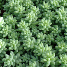 Load image into Gallery viewer, Sedum Burrito