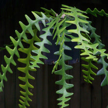 Load image into Gallery viewer, Epiphyllum anguliger 'Fishbone Cactus'